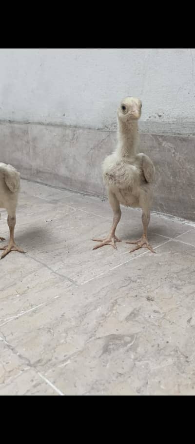 shamo chicks