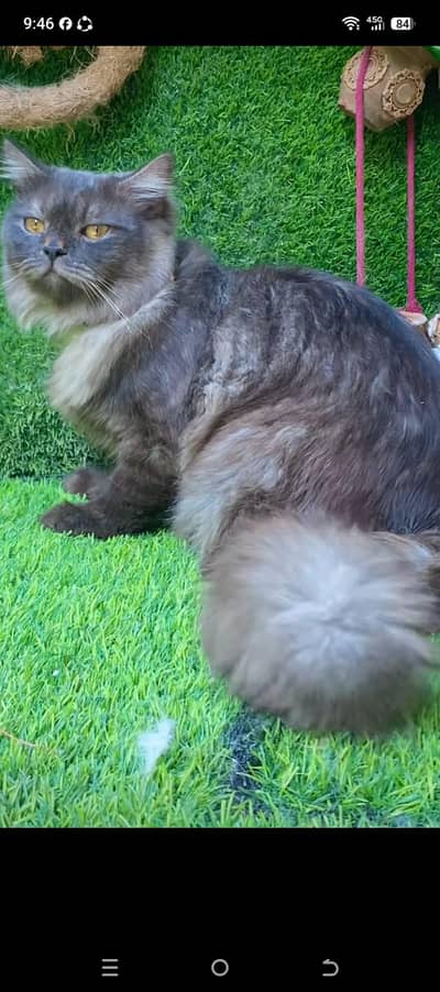 my cat