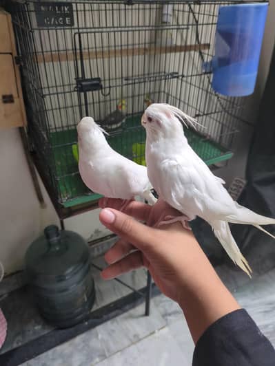 white are hand tamed black are no hand tamed black is only for breed