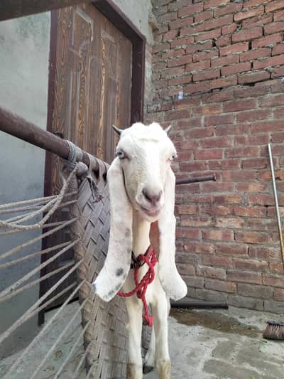 Rajan Puri goat and cross bakray for sell