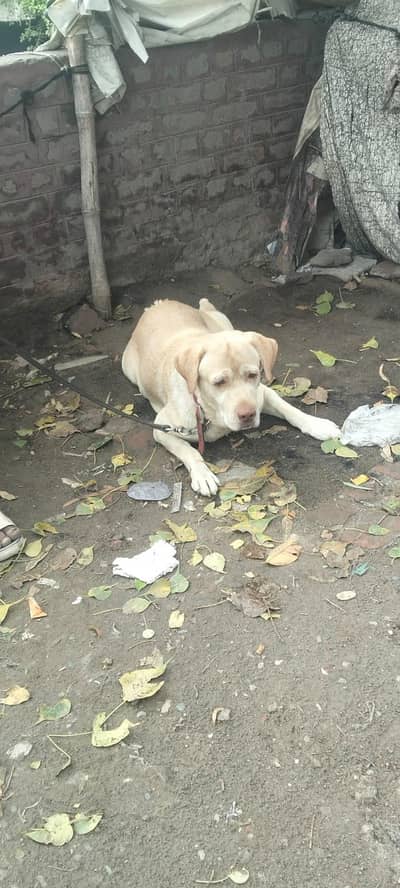 labrador full friendly dog