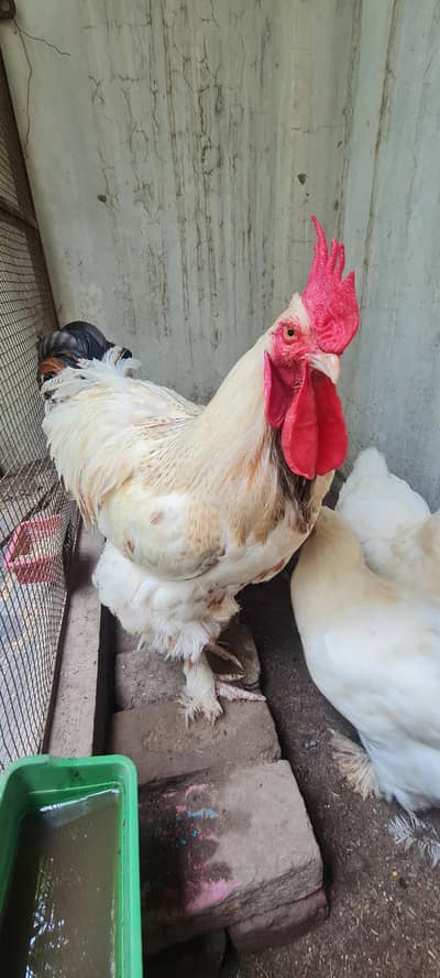 1 male 3 female