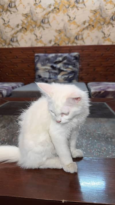 Persian cats for sale