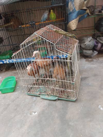 misri chicks