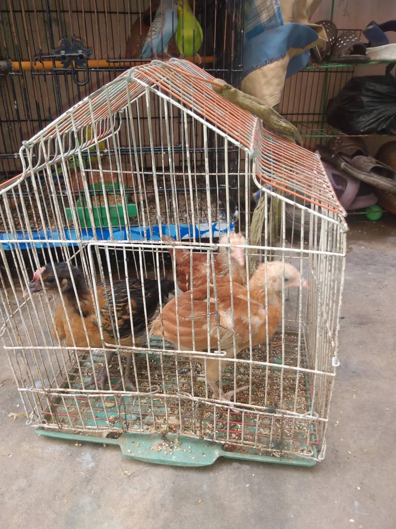 misri chicks 1