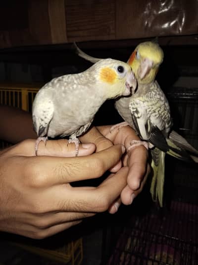 hand tame cockatiel pair