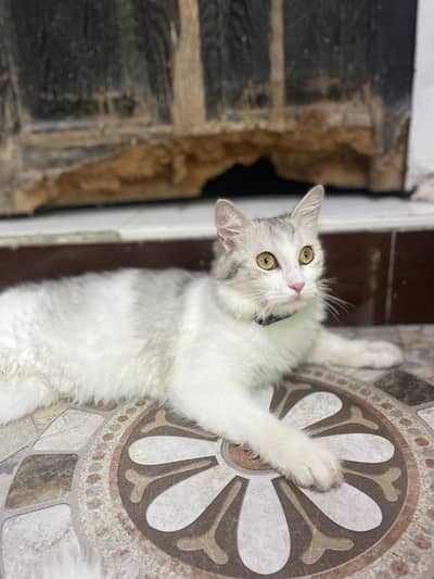 Cat sale dono kar ne ha