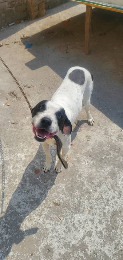 pittbull for sale