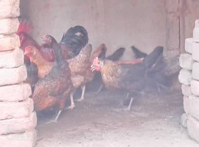 hens for sale
