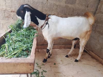 tota puri face very beautiful bakri