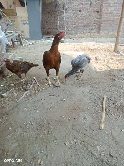 Aseel murgha and murghian