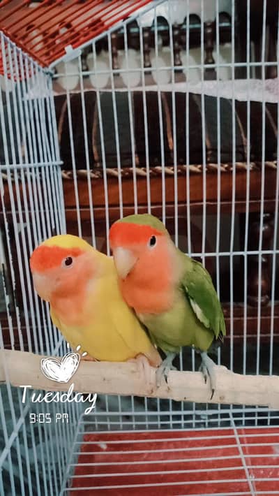 love birds for sale only interested people contact . number 03026699393