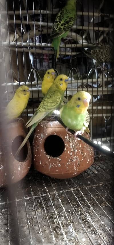 8 piece hy Australian Kay mix hy Shahid 5 female hy or 3 male urgent