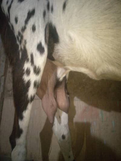 makha chini Faisalabadi