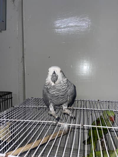 semi tamme gray parrot