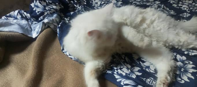 Persian cat for sale female fully active