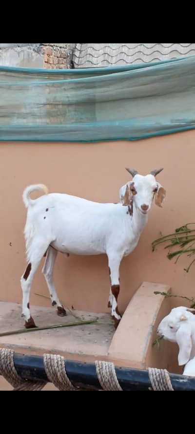 mesu tapra
