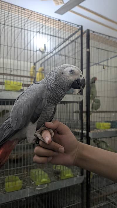 African Grey Parrot