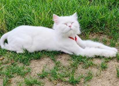 WHITE PERSIAN CAT