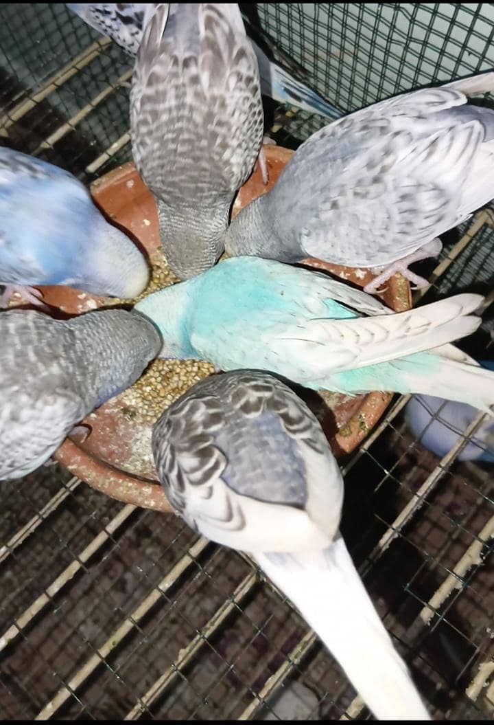 Australian 1