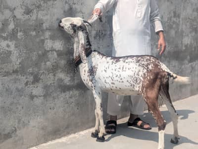 Beetal Cross goat