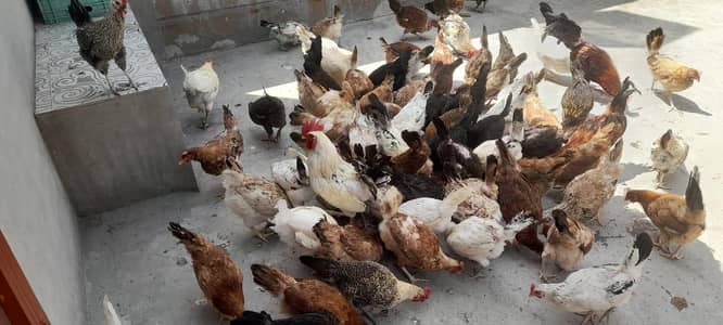 70 hens females and 10 males