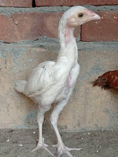 Aseel chick