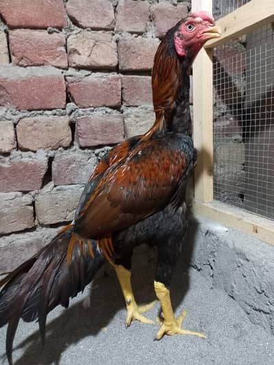 aseel | parrot beak | indian parrot beak | parrot beak & shamo cross