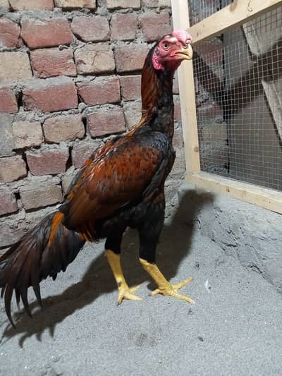 parrot beak | indian parrot beak | parrot beak & shamo cross |aseel