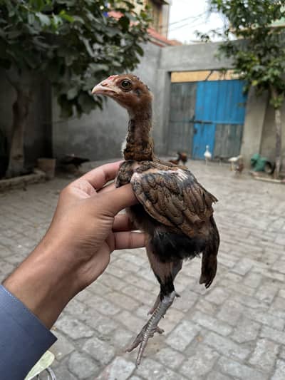 Aseel chicks