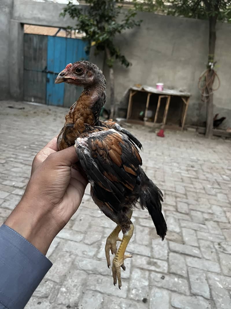 Aseel chicks 2