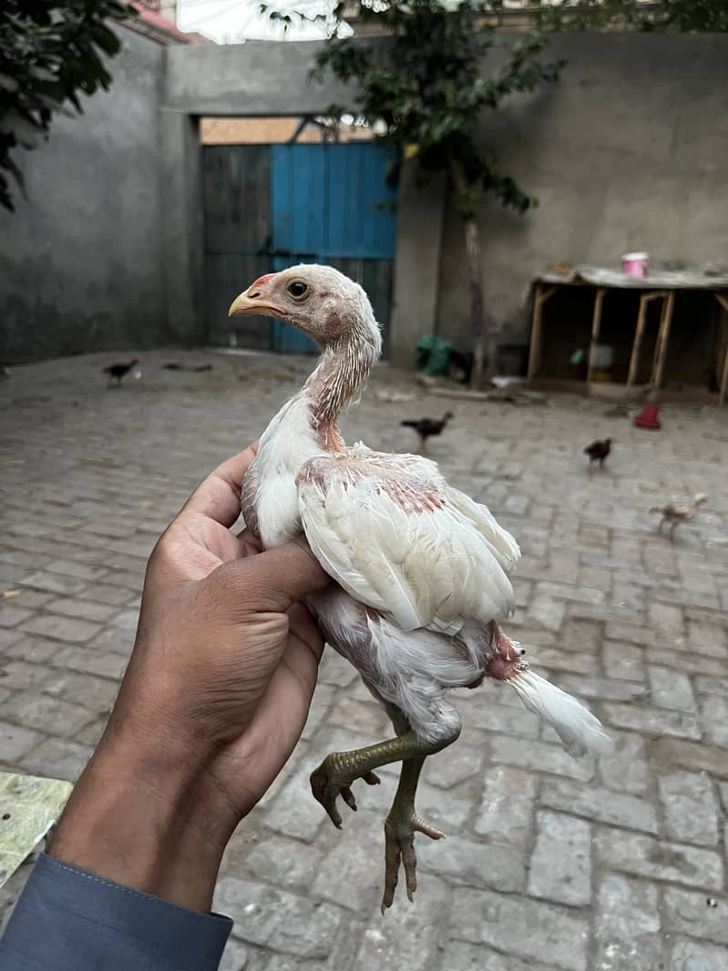 Aseel chicks 3