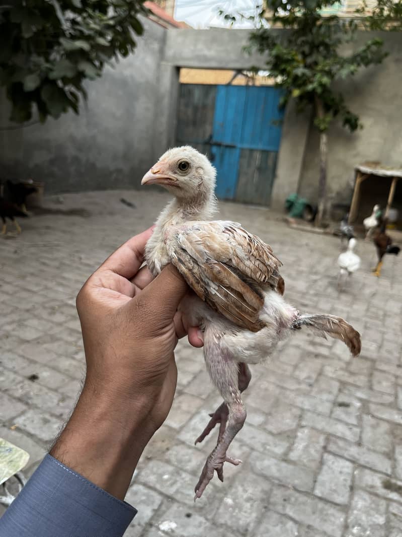 Aseel chicks 4