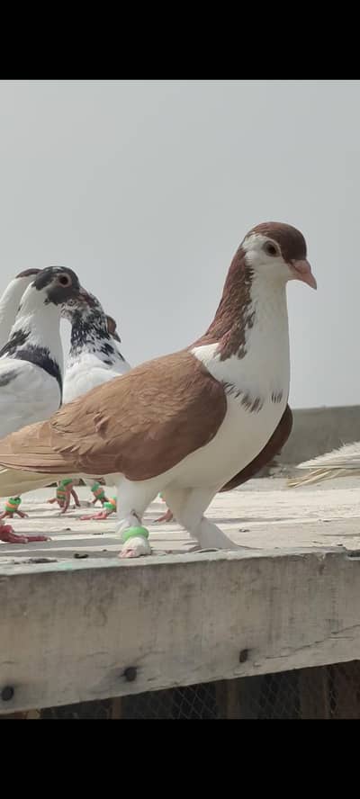 Healthy Active 3 male bird