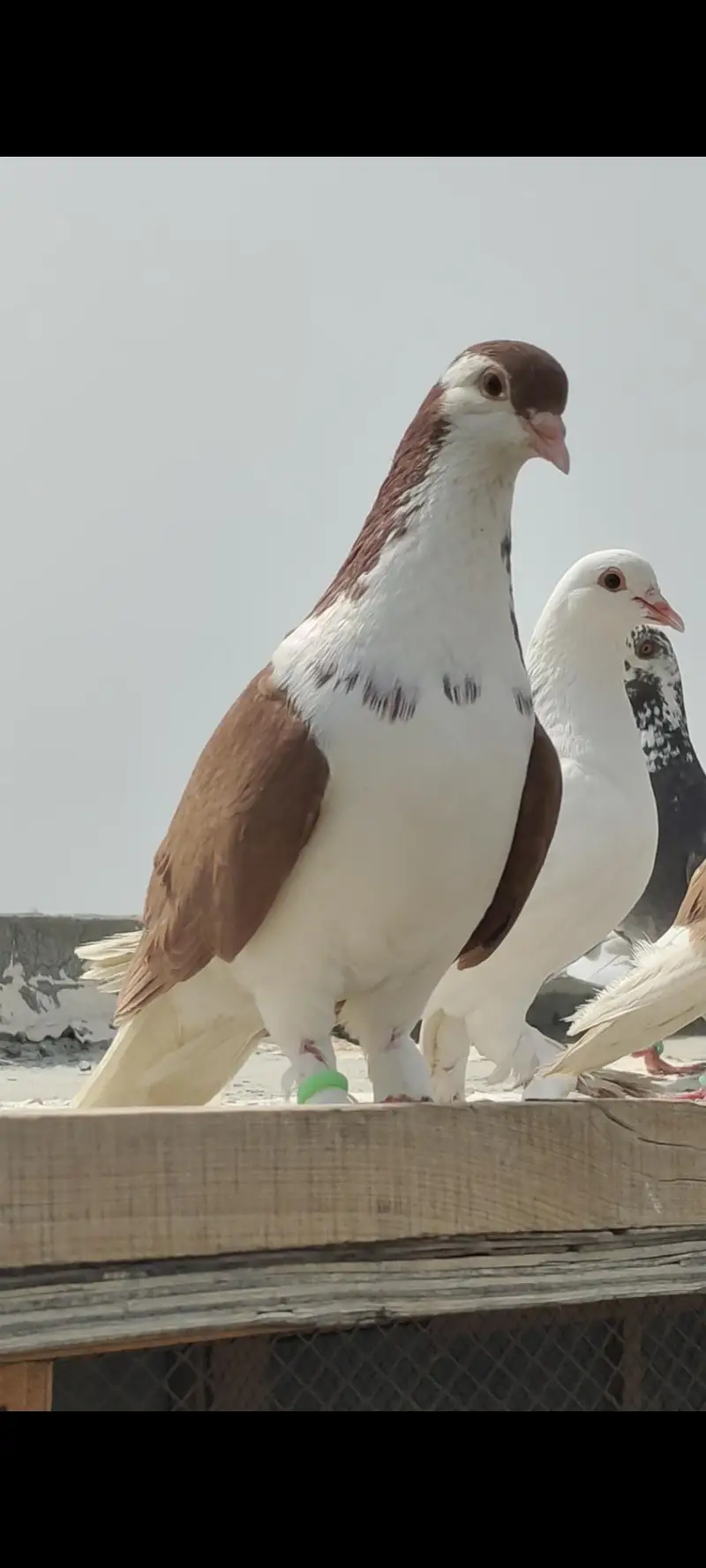 Healthy Active 3 male bird — photo 2