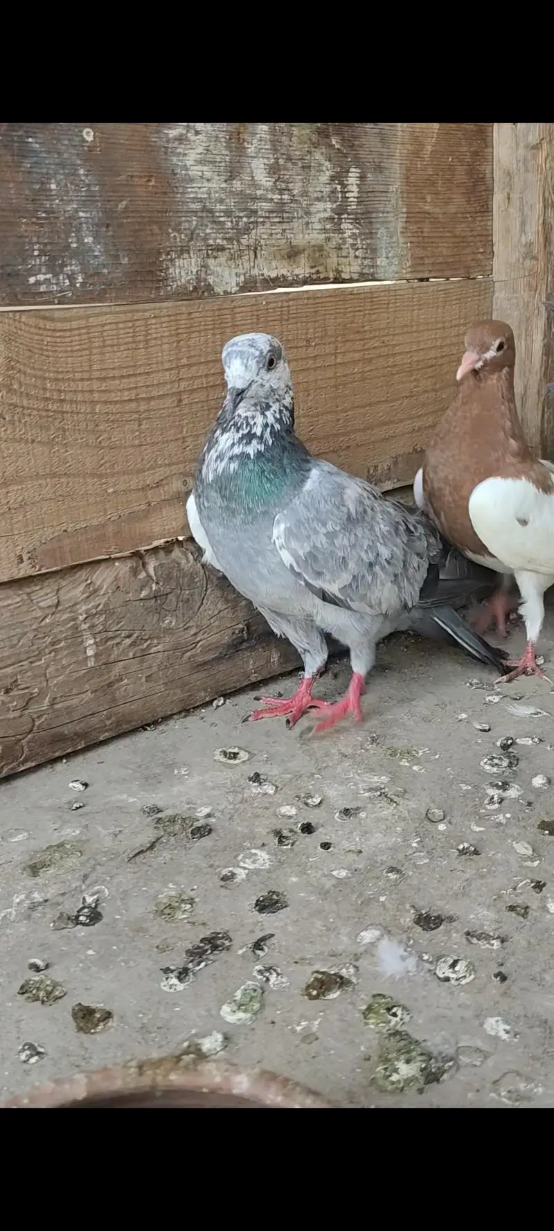 Healthy Active 3 male bird — photo 3