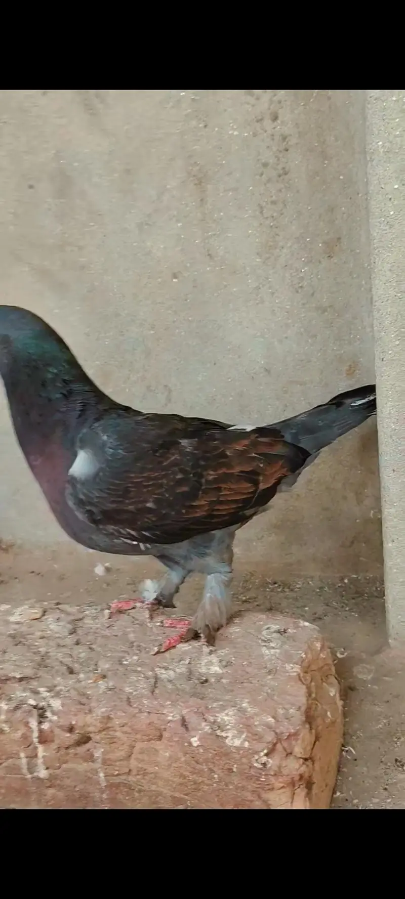 Healthy Active 3 male bird — photo 5