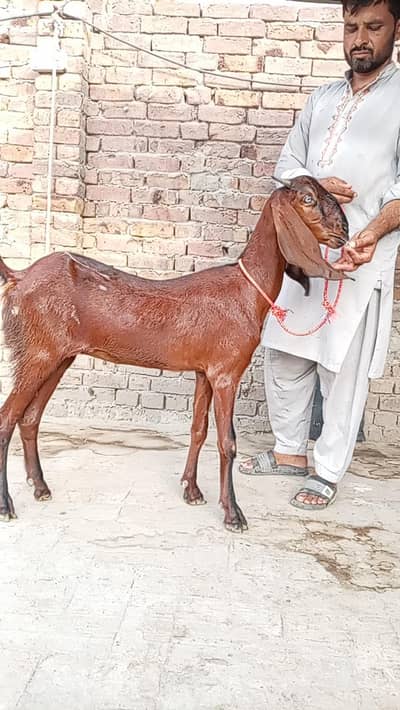 Nagari bakri argent Sel