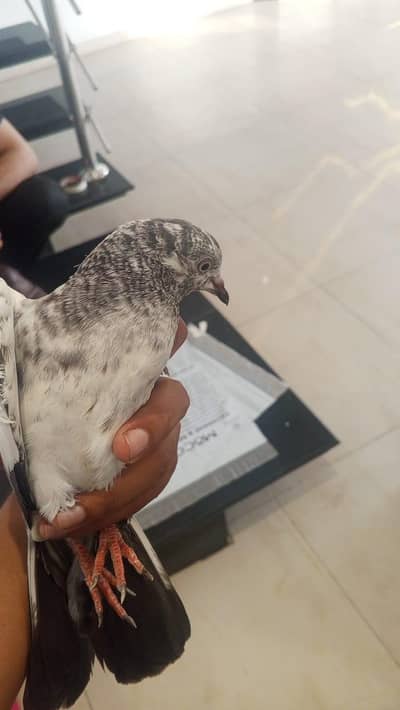 bachy for sale