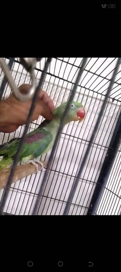 talking parrot