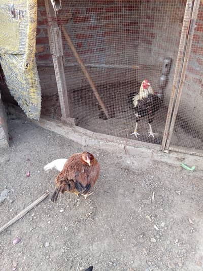 Aseel breeding pair for sale