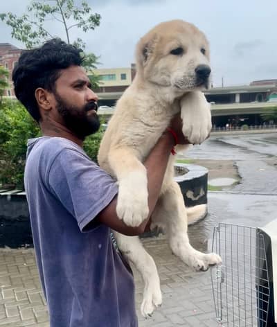 IMPORTED ALABAI PUPPIES AVAILABLE FOR SALE