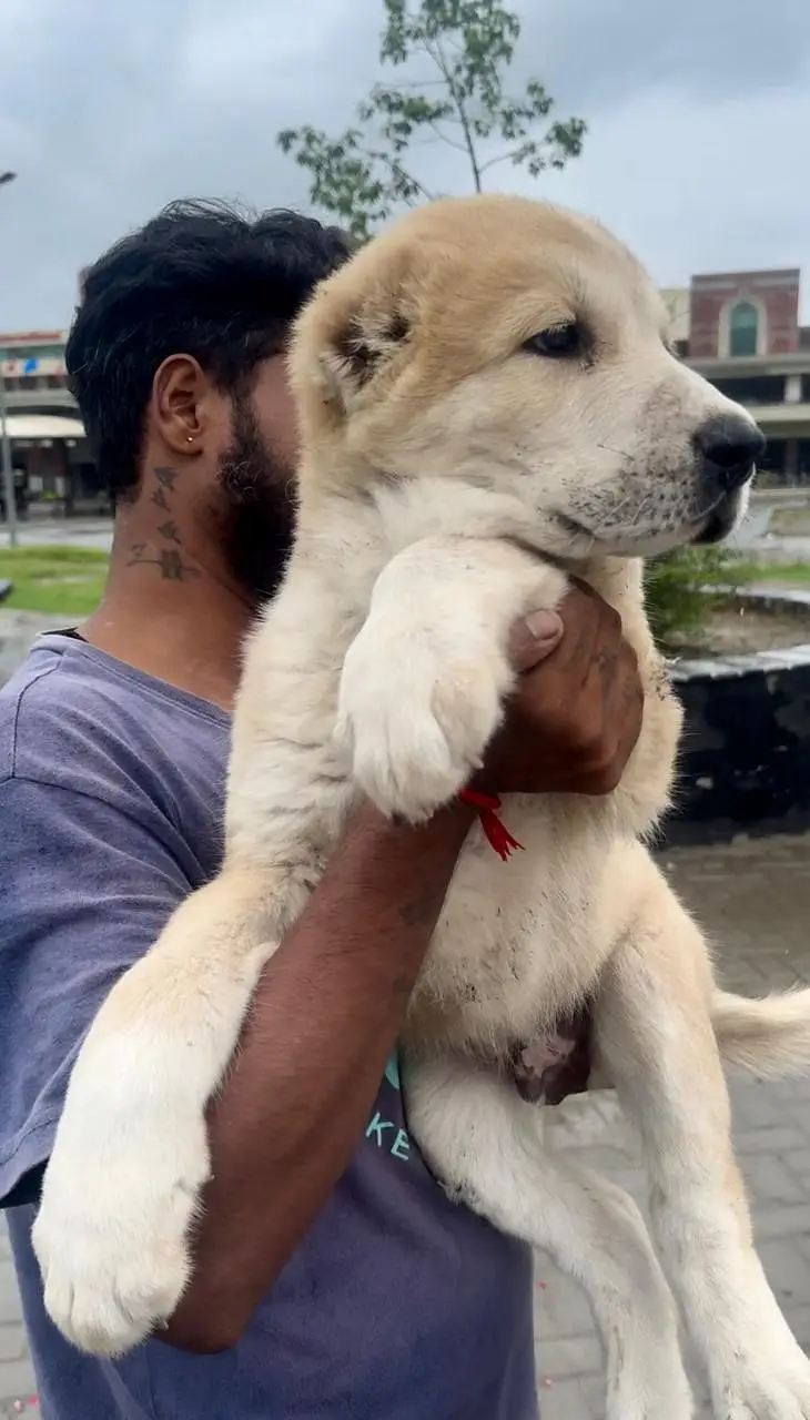IMPORTED ALABAI PUPPIES AVAILABLE FOR SALE — photo 2