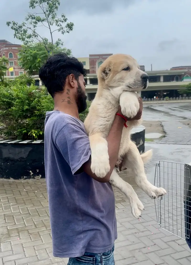 IMPORTED ALABAI PUPPIES AVAILABLE FOR SALE — photo 3