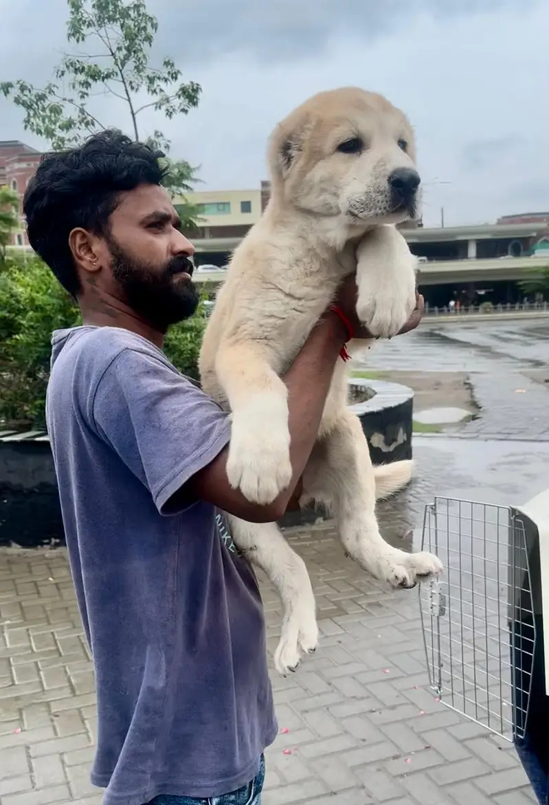 IMPORTED ALABAI PUPPIES AVAILABLE FOR SALE — photo 4