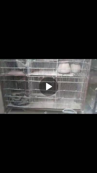 12 khane ka cage he