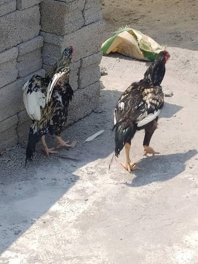 contact only Whatsapp