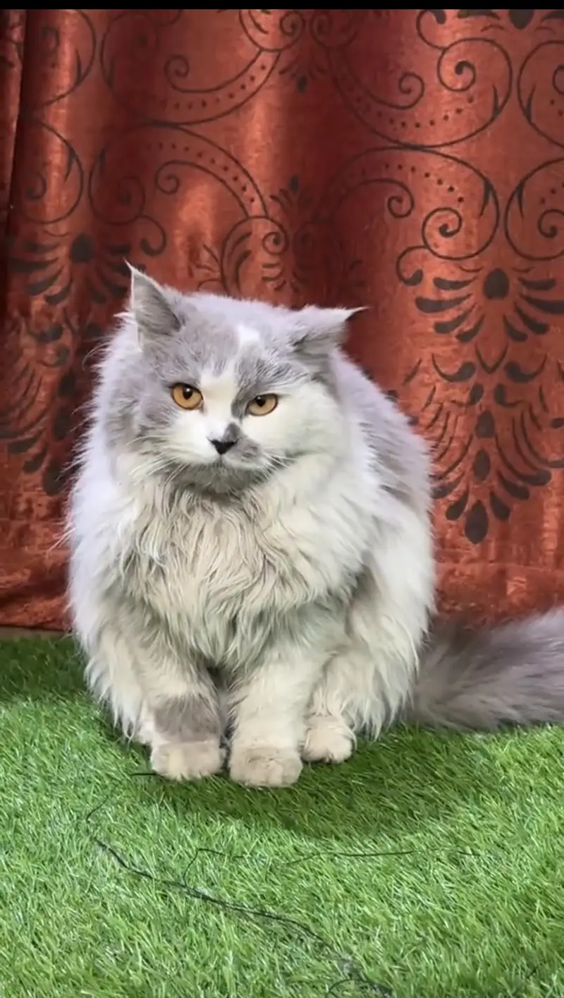 Persian female