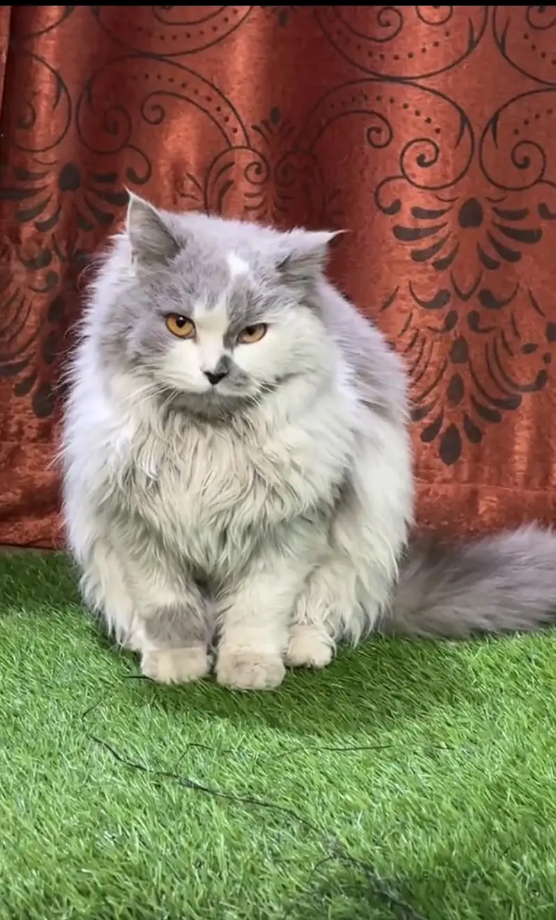 Persian female — photo 2