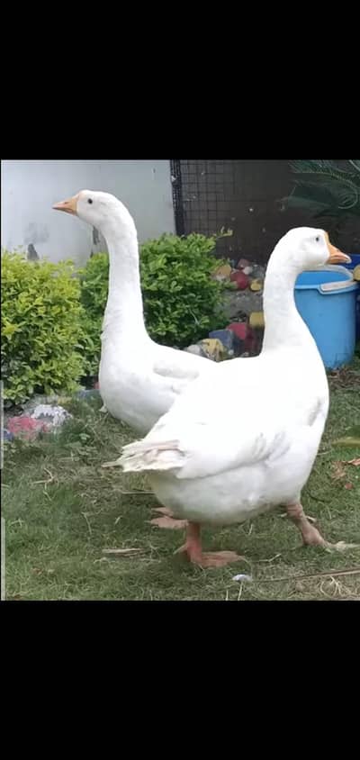 breeding pair Duck